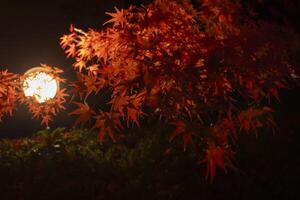 un illuminato rosso le foglie a il tradizionale giardino a notte nel autunno largo tiro foto