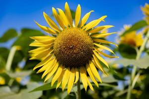 girasoli a il azienda agricola soleggiato giorno vicino su foto