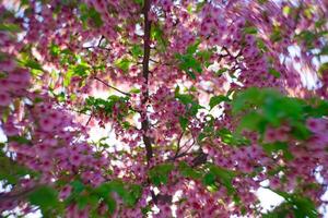 kawazu ciliegia fiori swirly sfocatura nel primavera stagione vicino su foto