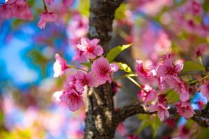 kawazu ciliegia fiori nel primavera stagione vicino su foto