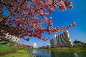 kawazu ciliegia fiori nel pieno fioritura a il parco largo tiro foto