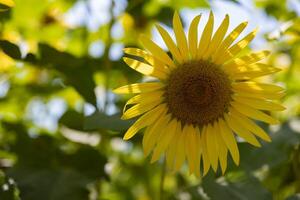 girasoli a il azienda agricola soleggiato giorno vicino su foto