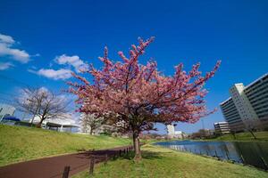 kawazu ciliegia fiori nel pieno fioritura a il parco largo tiro foto