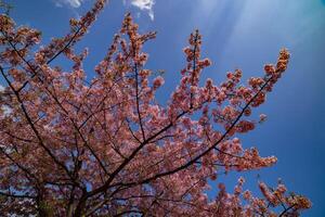 kawazu ciliegia fiori nel pieno fioritura a il parco foto