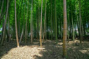 un' verde bambù foresta nel primavera soleggiato giorno largo tiro foto