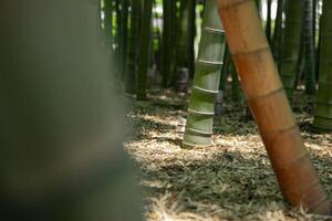 un' verde bambù foresta nel primavera soleggiato giorno vicino tiro foto