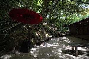 un' rosso ombrello a verde foresta di todoroki valle nel setagaya tokyo foto