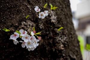 ciliegia fiorire a il parco nuvoloso giorno avvicinamento foto