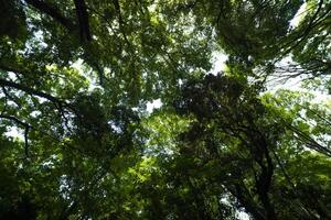 un' verde foresta di todoroki valle nel setagaya tokyo foto