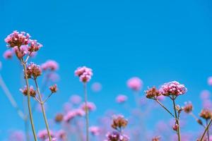 bellissimo campo di fiori di verbena rosa sotto il cielo blu foto