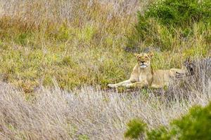 leone al safari nel parco nazionale di mpumalanga kruger sud africa. foto