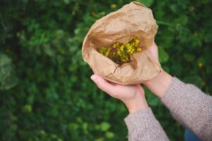 mani di un' erborista Tenere riciclabile carta Borsa con medicinale fiori mentre raccolta guarigione erbe aromatiche nel il prato foto