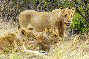 leoni al safari nel parco nazionale di mpumalanga kruger sud africa. foto