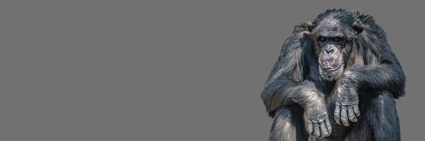 banner con un ritratto di scimpanzé annoiato stanco, primo piano, dettagli con spazio di copia e sfondo solido. concetto di biodiversità, cura degli animali, benessere e conservazione della fauna selvatica foto