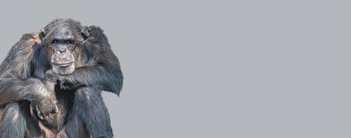 banner con un ritratto di scimpanzé adulto che guarda il mondo, primo piano, dettagli con spazio di copia e sfondo solido. concetto di biodiversità, cura degli animali, benessere e conservazione della fauna selvatica foto