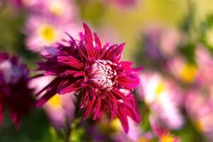 vicino su di un sorprendente rosso fiore a il sfocato sfondo. foto