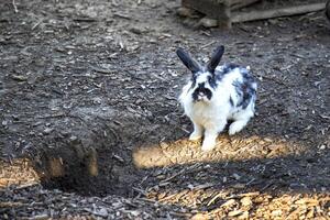 coniglio carino soffice animale e buco a zoo prato. foto