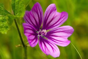 vicino su di il bellissimo giardino fiore su verde sfocato sfondo foto