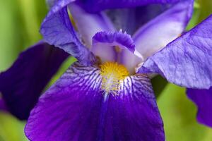 avvicinamento di bellissimo colorato iris fiori fioritura nel il giardino foto
