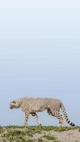 ritratto di ghepardo africano forte e veloce in movimento per la preda, primo piano, giovani adulti, spazio di incollaggio foto