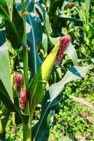 vicino su di Mais in crescita su il campo nel il estate volta. foto