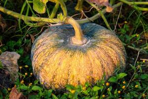 zucca in crescita nel il campo, avvicinamento di un' zucca foto