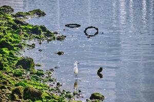 un' nevoso Airone guadi a il dell'acqua bordo su un' nebbioso bilox mattina foto