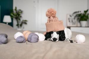 energico spaniel cucciolo trova gioia nel di lana palle su letto foto