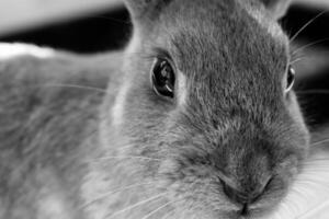 un' vicino su nero e bianca Immagine di un' coniglietto coniglio animale domestico portafortuna foto
