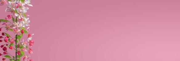 banner con bellissimi e colorati fiori di ciliegio al giorno di primavera in giardino tropicale con copia spazio per testo e sfondo sfumato rosato o rosa. concetto di amore, primavera e felicità. foto