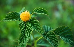 lampone ramo con giallo lamponi su un' sfondo di verde le foglie foto