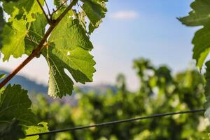 vigneto nel estate. avvicinamento di verde uva le foglie nel luce del sole. dettagli di vino uva le foglie su il blu cielo sfondo. uva arco. coltivazione di casa uva. copia spazio. selettivo messa a fuoco foto