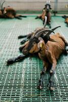 Marrone bambino capre con orecchio tag riposo nel un' penna su un' azienda agricola foto