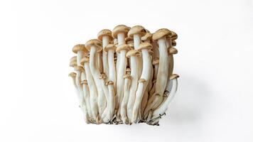 fresco shimeji funghi bianca sfondo culinario foto