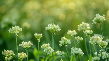 ai generato dettagliato Visualizza di selvaggio Porro fiori durante fioritura ciclo nel un' prato, sfondo con vuoto spazio per testo foto