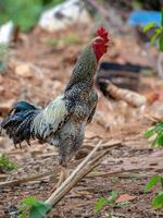 gallo adulto grigio con cresta rossa foto