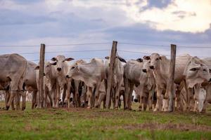 gruppo di mucche in un'area di pascolo foto