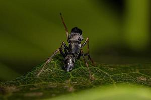 ragno saltatore adulto maschio foto