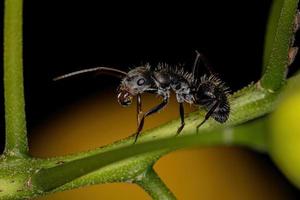 formica carpentiere femmina adulta foto