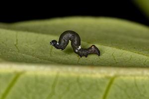 piccola larva di farfalla foto