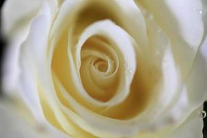 la rosa bianca