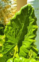 tropicale esotico verde ornamentale pianta fiore nel Messico. foto