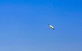 bellissimo pellicano uccello pellicani uccelli volante nel il cielo Messico. foto