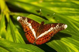 tropicale Marrone arancia blu farfalle farfalla insetto chiang Mai Tailandia. foto