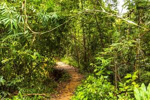 tropicale giungla foresta escursioni a piedi sentieri natura montagna chiang Mai Tailandia. foto