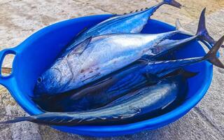 appena catturato pesce su il mercato struttura modello nel Messico. foto