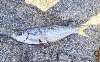morto pesce mangiato lontano su il spiaggia nel Messico. foto
