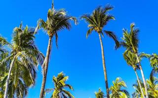 tropicale naturale palma alberi noci di cocco blu cielo nel Messico. foto