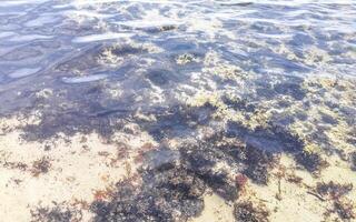lungo spinato mare riccio ricci coralli rocce chiaro acqua Messico foto