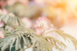 Albizia giulibrissin con verde le foglie e rosa soffice fiori - anche di nome persiano seta albero o rosa seta albero. selettivo messa a fuoco. foto